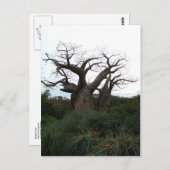 Baobab Tree Postcard Postkarte (Vorne/Hinten)