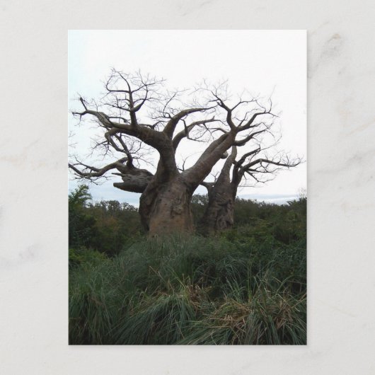 Baobab Tree Postcard Postkarte (Vorderseite)