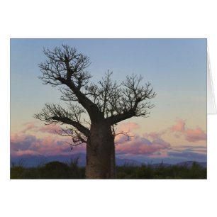 Baobab trees, Berenty, Toliara, Madagaskar