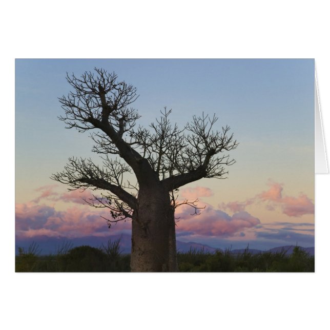 Baobab trees, Berenty, Toliara, Madagaskar (Vorderseite (Horizontal))
