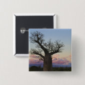 Baobab trees, Berenty, Toliara, Madagaskar Button (Vorne & Hinten)