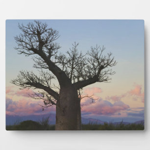 Baobab trees, Berenty, Toliara, Madagaskar Fotoplatte