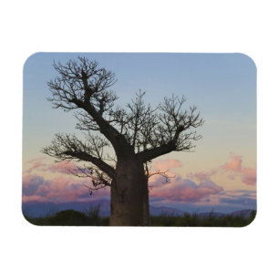 Baobab trees, Berenty, Toliara, Madagaskar Magnet