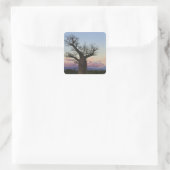 Baobab trees, Berenty, Toliara, Madagaskar Quadratischer Aufkleber (Tasche)