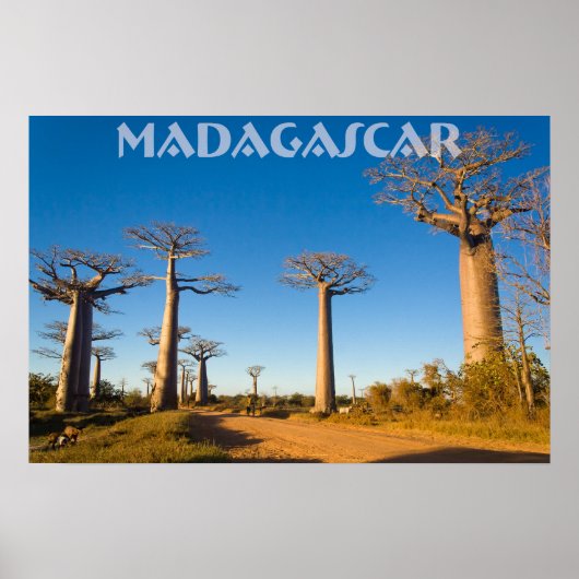 Baobabs de Madagascar Poster (Vorne)