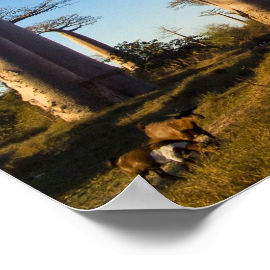 Baobabs de Madagascar Poster (Ecke)