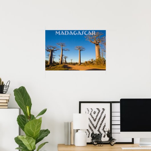 Baobabs de Madagascar Poster (Heimbüro)