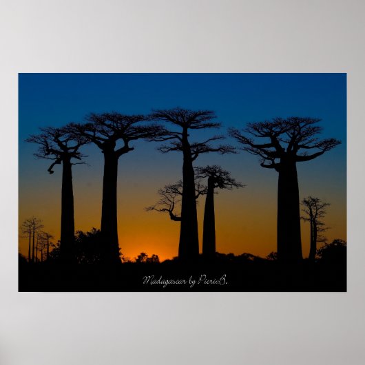 Baobabs de Madagascar Poster (Vorne)