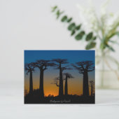 Baobabs de Madagascar Postkarte (Stehend Vorderseite)