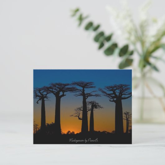 Baobabs de Madagascar Postkarte (Stehend Vorderseite)