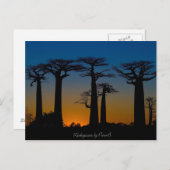 Baobabs de Madagascar Postkarte (Vorne/Hinten)