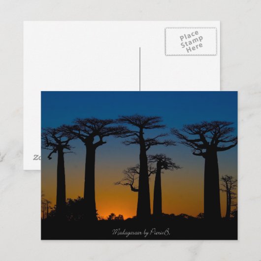 Baobabs de Madagascar Postkarte (Vorne/Hinten)