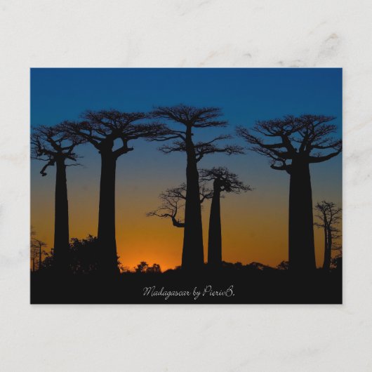 Baobabs de Madagascar Postkarte (Vorderseite)