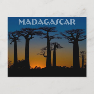 Baobabs de Madagascar Postkarte