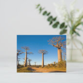 Baobabs de Madagascar Postkarte (Stehend Vorderseite)