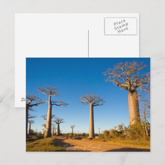 Baobabs de Madagascar Postkarte (Vorne/Hinten)