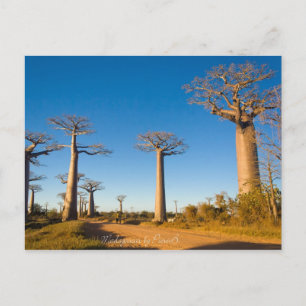 Baobabs de Madagascar Postkarte