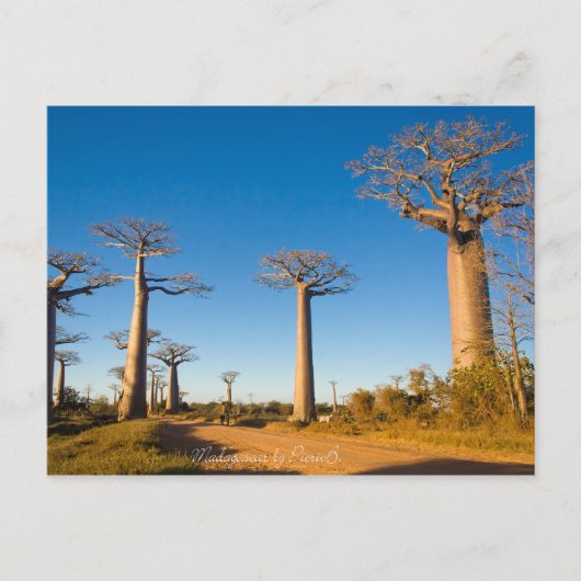 Baobabs de Madagascar Postkarte (Vorderseite)