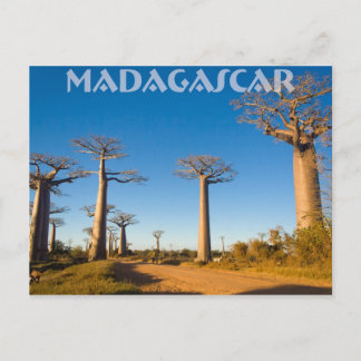 Baobabs de Madagascar Postkarte