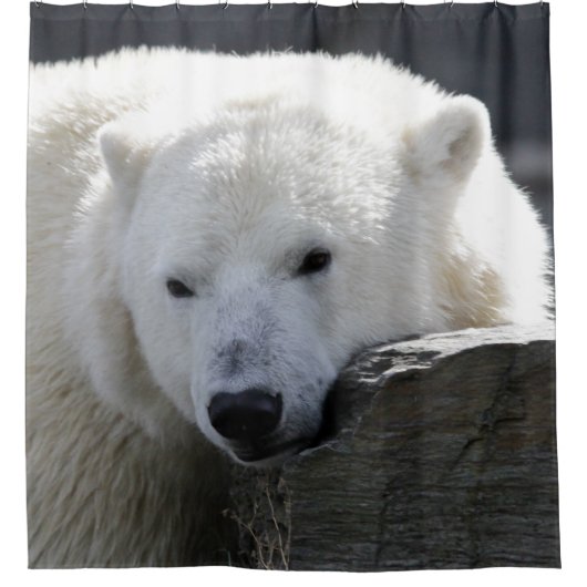 Bär 002 duschvorhang (Vorderseite)