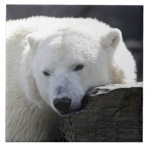 Bär 002 fliese