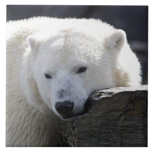 Bär 002 fliese (Vorderseite)