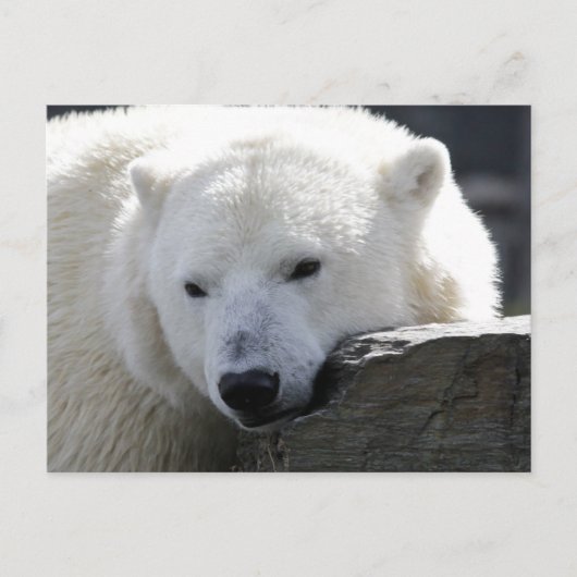 Bär 002 postkarte (Vorderseite)