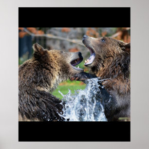 Bär Bären Tiere Wasser Spritzer Wildtiere Natur Poster