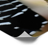 Bar-crested antshrike poster (Ecke)