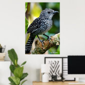 Bar-crested antshrike poster (Heimbüro)