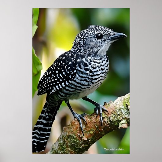 Bar-crested antshrike poster (Vorne)