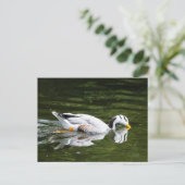 Bar-Gänse Postkarte (Stehend Vorderseite)