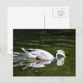 Bar-Gänse Postkarte (Vorne/Hinten)