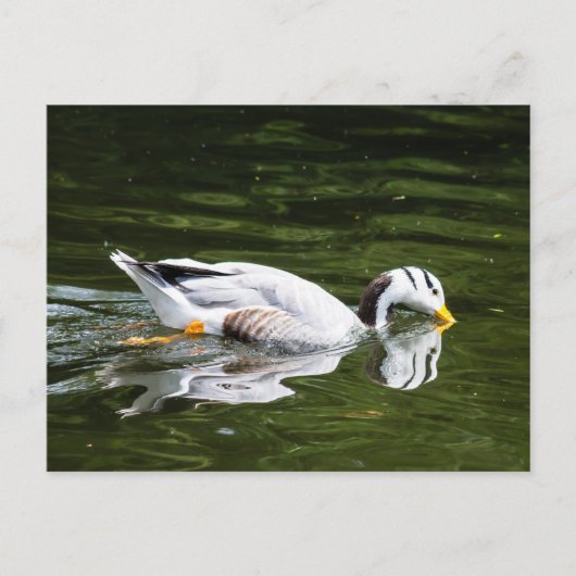 Bar-Gänse Postkarte (Vorderseite)