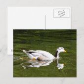Bar-Gänse Postkarte (Vorne/Hinten)