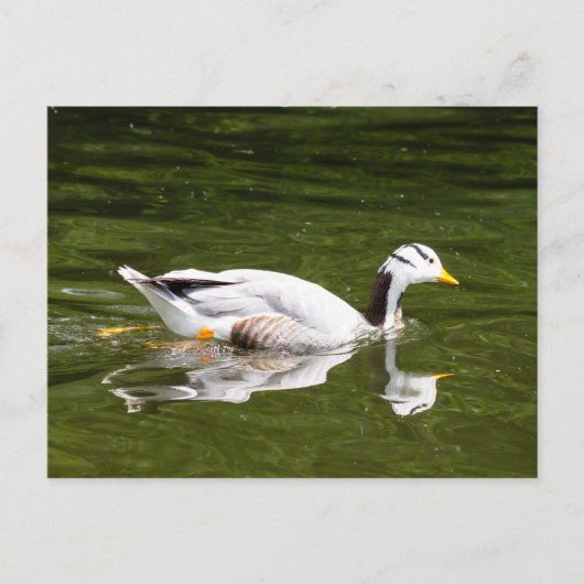 Bar-Gänse Postkarte (Vorderseite)