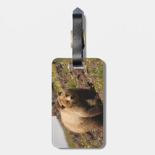 Bär Gepäckanhänger (Rückseite vertikal)