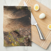 Bär Handtuch (Viertel Falte)