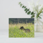 Bär im Feld Postkarte (Stehend Vorderseite)