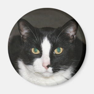 Bär Magnet