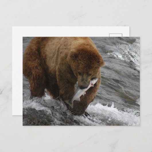 Bär mit Lachs, Brooks Falls Alaska Postkarte (Vorne/Hinten)