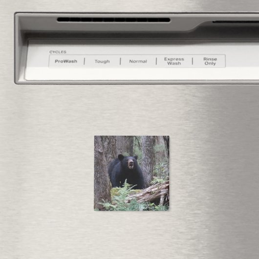 Bär mit mir magnet (In Situ (Geschirrspüler))
