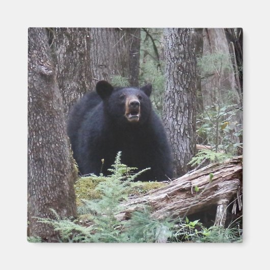 Bär mit mir magnet (Vorne)