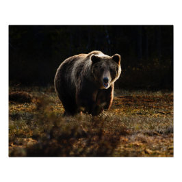 Bär Poster