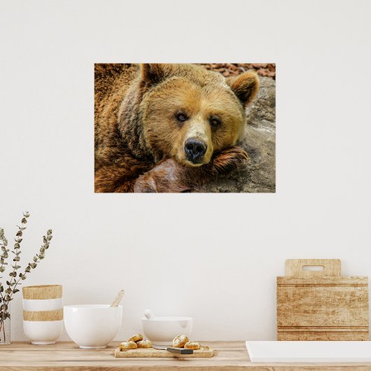 Bär Poster (Küche)