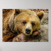 Bär Poster (Vorne)