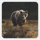 Bär Quadratischer Aufkleber (Vorderseite)