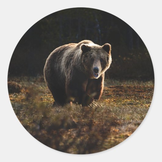 Bär Runder Aufkleber (Vorderseite)