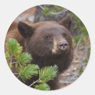 Bär Runder Aufkleber