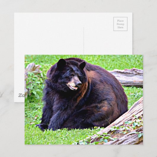 Bär (schwarz) postkarte (Vorne/Hinten)